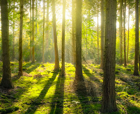 愛(ài)的天使-空氣凈化器電商平臺(tái)|一網(wǎng)天行-網(wǎng)站建設(shè)小程序APP系統(tǒng)軟件開(kāi)發(fā)公司