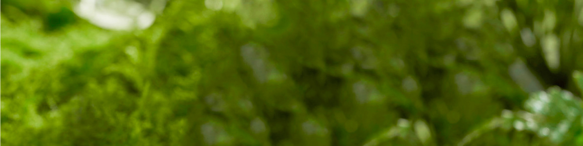 藥植所-植物資源信息平臺(tái)APP|一網(wǎng)天行-網(wǎng)站建設(shè)小程序APP系統(tǒng)軟件開發(fā)公司